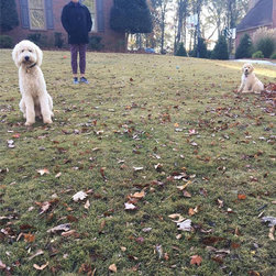 Tails From Training - Home Fencing And Gates
