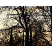 Foto von Ellen Royal