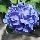 Rene Bickley's photo