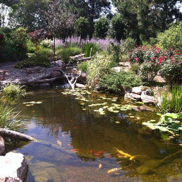 Koi Ponds and Water Gardens