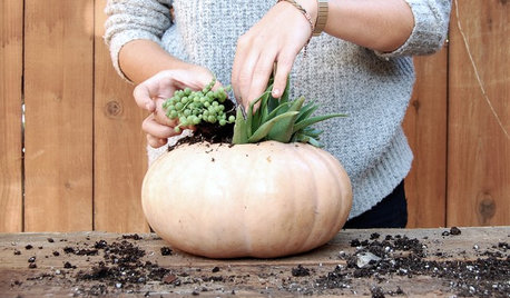 Mini Idea Decor: Trasformare una Zucca in Vaso per Piante Grasse