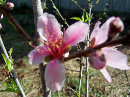 Pictures Nectarine Tree Blooming