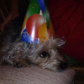 Tracy Schmeiser's photo