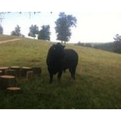 Phifer Canyon Ranch's photo