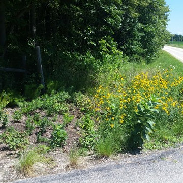 sycamore native driveway