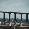 Skyway Bridge and Bob's Pelican Friends Wildlife Photo Unframed Wall Art Print, 8" X 10"