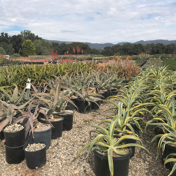 Local Nurseries