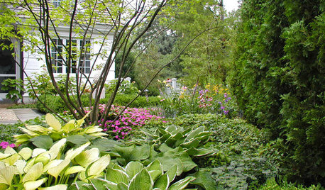 Weniger Unkraut, mehr Spaß im Garten – dank Funkien und Farnen