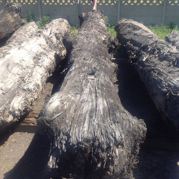 Bog Oak - design of nature