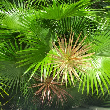 Miami Tropical Landscaping