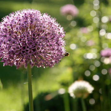 Allium