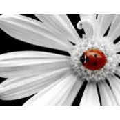 Lorri DeRoy's photo