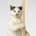 chiumeow