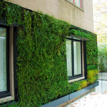 Shak Green Wall