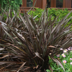 Platt's Black New Zealand Flax - Plants