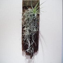 Living Sculptures - Wall Sculptures
