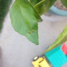 Bugs in my yard