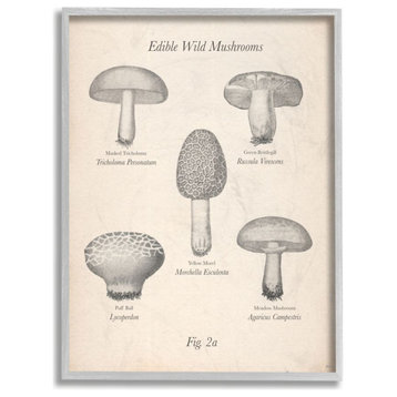 Edible Wild Mushrooms Vintage Drawing Design, 11"x14"