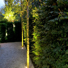 Hedging & Screening Plants