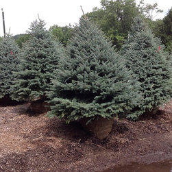 Colorado Blue Spruce - Area Rugs