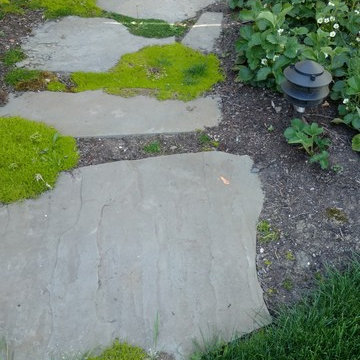 A mossy rock pathway.
