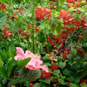 Hummingbird and Butterfly Garden
