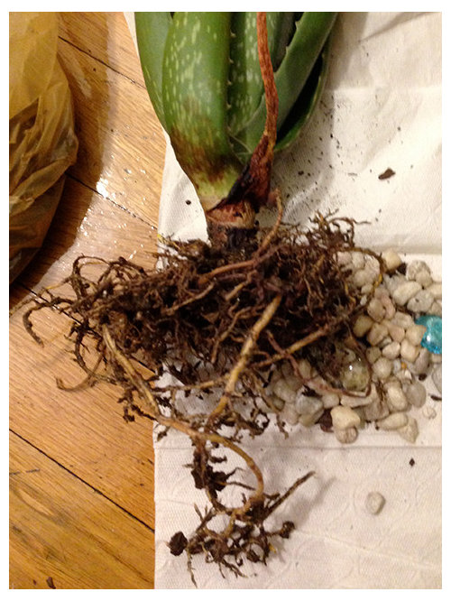 Please help my Aloe plant with thin, curling leaves