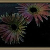 Suzanne Chevrier's photo