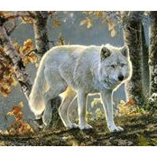 AWolf Riverさんの写真