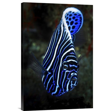 "Emperor Angelfish" Stretched Canvas Giclee by Barathieu Gabriel, 16"x24"