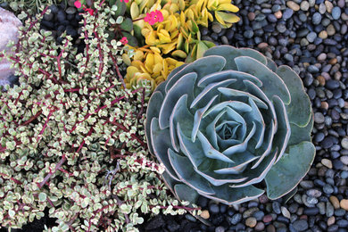 Design ideas for a small southwestern landscaping in San Diego.