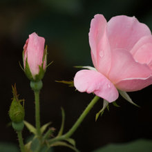 hamilton817's roses