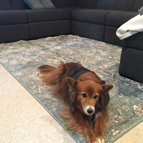 Area rug on top of walltowall carpeting?