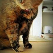 Manon Prud'homme's photo