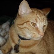 Goldie Bell's photo