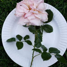 Rose Propagation From Semi-Hardwood Cuttings