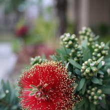 HI landscape plants