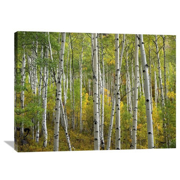 "Aspen Trees In Fall, Colorado" Artwork, 40" x 30"