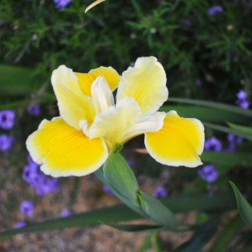 Art Studio Garden in Van Nuys