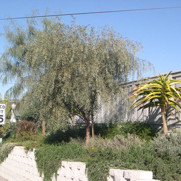 Tree Aloes, Acacias, rosemary, lavender, and lantana break up this blank vertica