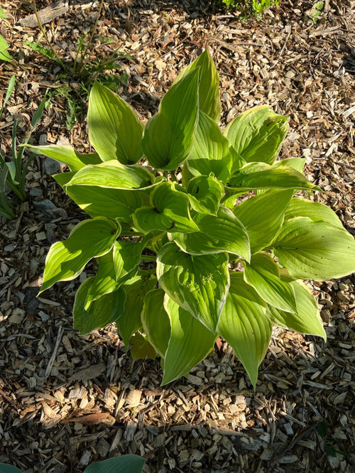 please help identify Hostas