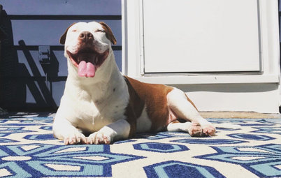 30 Dogs and Cats Who Are Living Their Best Lives This Summer
