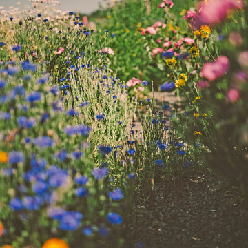 Wildlflower Meadow Path