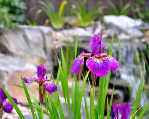 Perennial Flowers Zone 7 | Houzz