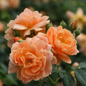 AT LAST® Rosa