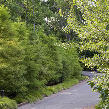 tree fence screening