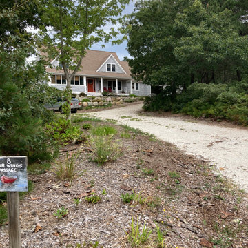 Seashore forrest. before