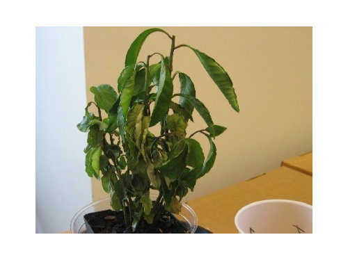 need reason for plant wilting  coffee or gardenia  