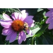 Bonnie Bartel's photo