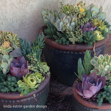 Succulent Pots
